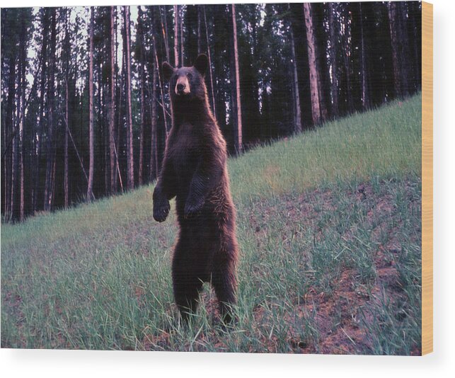 Bear Wood Print featuring the photograph Bear by John Mathews