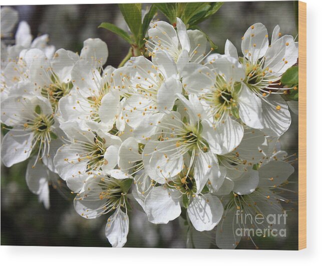 Apple Blossoms Wood Print featuring the photograph Beautiful Apple Blossoms by Carol Groenen