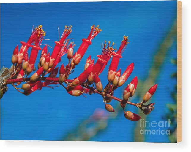 Ocotillo Wood Print featuring the photograph Beautiful Ocotillo by Robert Bales