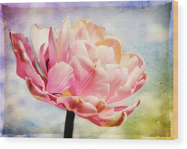 Tulip Wood Print featuring the photograph Beautiful Tulip by Trina Ansel