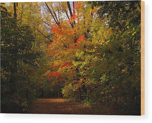 Woods Wood Print featuring the photograph Beauty in the woods by Jocelyne Choquette