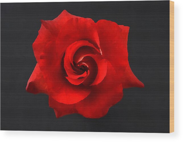 Flower Wood Print featuring the photograph Bella Rosa by Lorenzo Cassina