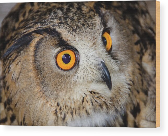 Bird Wood Print featuring the photograph Bengal Eagle Owl Or Indian Eagle Owl by Nigel Downer