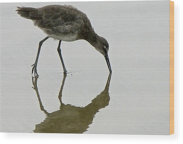 Rebecca Dru Photography Wood Print featuring the photograph Bird Reflection 4 by Rebecca Dru