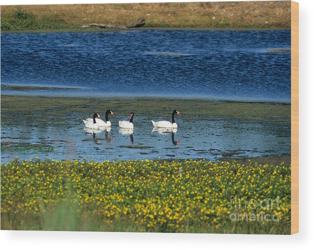 Fauna Wood Print featuring the photograph Black-necked Swans by William H. Mullins