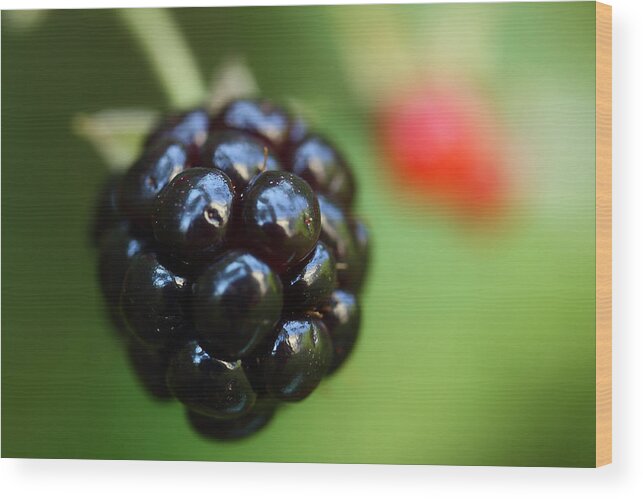 Wild Blackberry Wood Print featuring the photograph Blackberry On The Vine by Michael Eingle