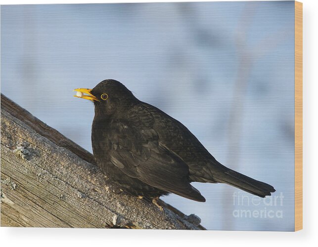 Common Blackbird Wood Print featuring the photograph Blackbirds peanut by Torbjorn Swenelius