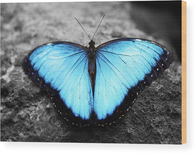 Blue Butterfly Wood Print featuring the photograph Blue angel butterfly 2 by Sumit Mehndiratta