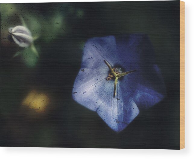 Platycodon Grandiflorus Wood Print featuring the photograph Blue Balloon Flower in the Shadows by Louise Kumpf