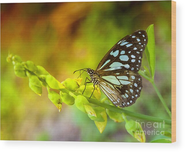 Butterfly Wood Print featuring the photograph Blue butterfly with beautiful colors by Gina Koch