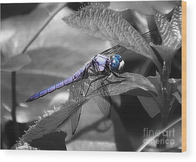 Blue Wood Print featuring the photograph Blue Eyed Dragonfly by Sharon Woerner