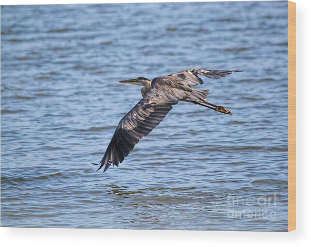 Solitude Wood Print featuring the photograph Blue Heron Water Flight by Cathy Beharriell