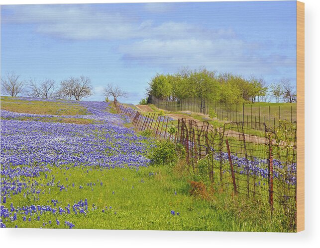 Bluebonnets Photoreal Wood Print featuring the photograph Blue Road Up A Hill by Pamela Smale Williams