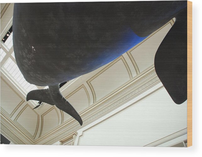 Blue Whale Wood Print featuring the photograph Blue Whale Experience by Kenny Glover