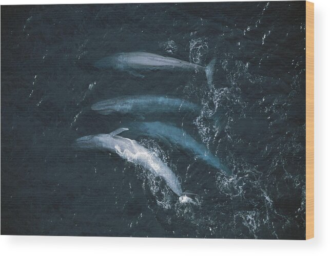 Feb0514 Wood Print featuring the photograph Blue Whales Santa Barbara Channel by Flip Nicklin