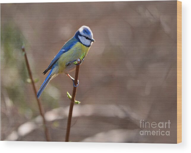 Blaminsky Wood Print featuring the photograph Blue yellow Parus sitting on the branch by Jaroslaw Blaminsky