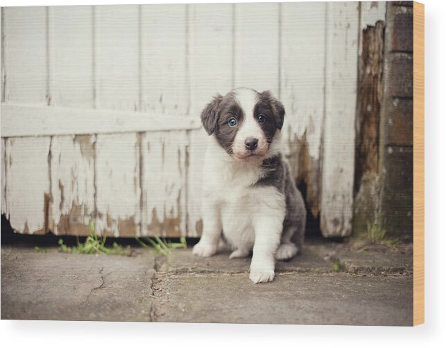 Pets Wood Print featuring the photograph Border Collie Puppy by Images By Christina Kilgour