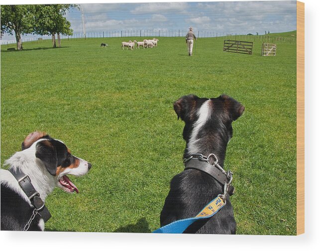 New Zealand Wood Print featuring the photograph Border Collies by Dennis Cox