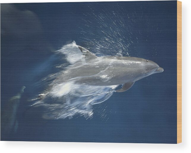 Feb0514 Wood Print featuring the photograph Bottlenose Dolphin Leaping Playfully by Tui De Roy