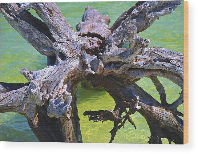 Florida Wood Print featuring the photograph Bottoms Up 2 by Norma Brock