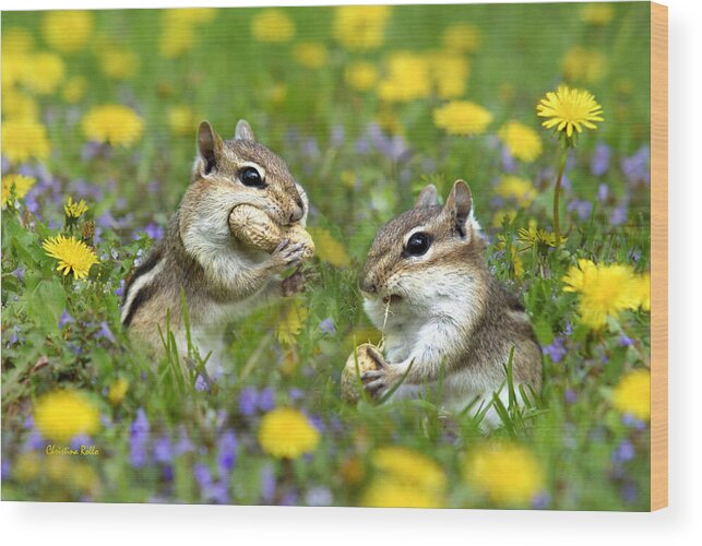 Chipmunk Wood Print featuring the photograph Bountiful Generosity by Christina Rollo