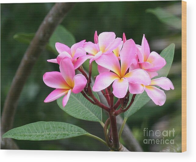 Amazing Wood Print featuring the photograph Bouquet of Pink Plumeria by Sabrina L Ryan