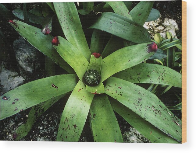 Neoregelia Cruenta Wood Print featuring the photograph Bromeliad Plant (neoregelia Cruenta) by Steve Taylor/science Photo Library