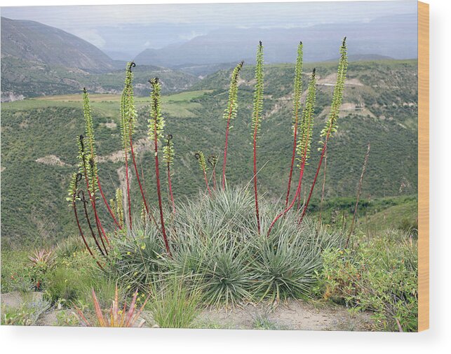 Puya Aequatorialis Wood Print featuring the photograph Bromeliad (puya Aequatorialis) by Dr Morley Read/science Photo Library