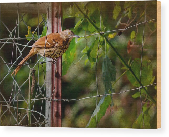 Brown Thrasher Wood Print featuring the photograph Brown Thrasher by Melinda Fawver