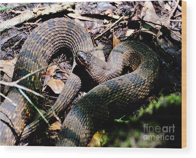 Snake Wood Print featuring the photograph Brown Water Snake by Kathy Baccari