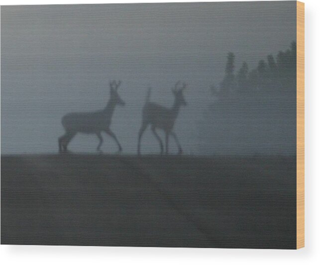 Whitetail Bucks Wood Print featuring the photograph Bucks in Fog by John Dart