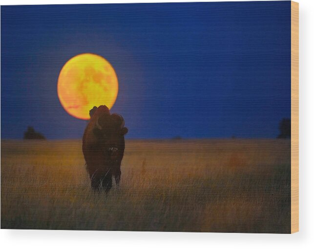 Bison Wood Print featuring the photograph Buffalo Moon by Kadek Susanto