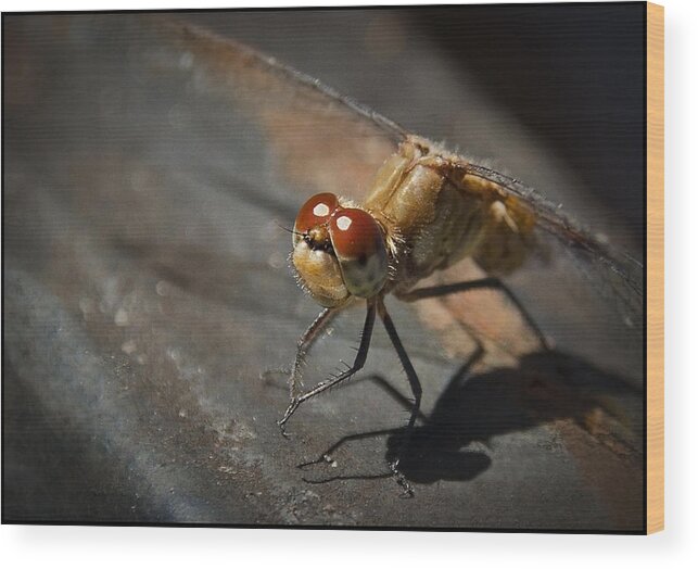 Dragon Fly Wood Print featuring the photograph Bug-Eyed by Christine Nunes