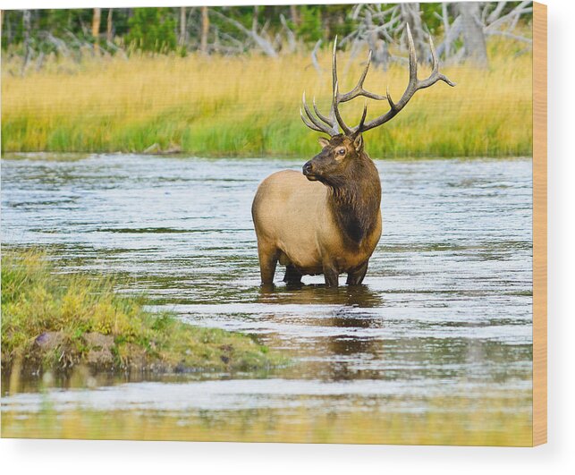 Bull Elk Wood Print featuring the photograph Bull Elk in the Madison by Greg Norrell
