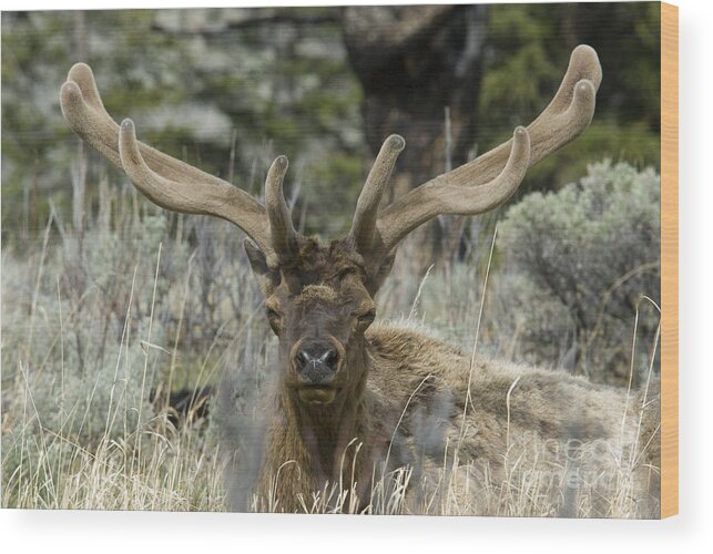 Nature Wood Print featuring the photograph Bull Elk In Velvet by William H. Mullins