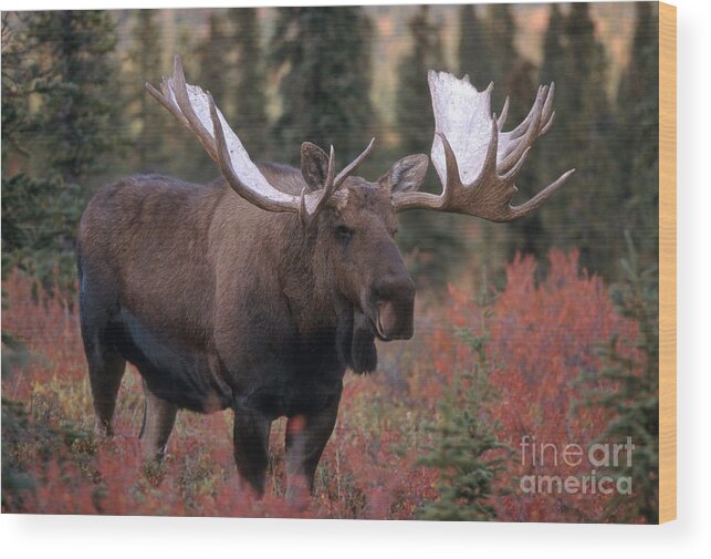 Fauna Wood Print featuring the photograph Bull Moose by Mark Newman