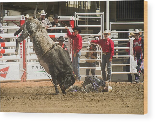 2014 Wood Print featuring the photograph Bull One and the Rider Nothing by Bill Cubitt