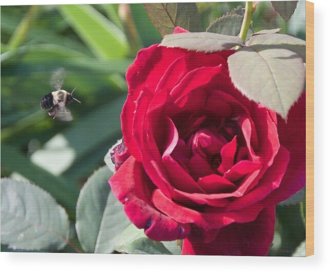 Bumble Bee Wood Print featuring the photograph Bumble Bee Heading to the Rose by Kristin Hatt