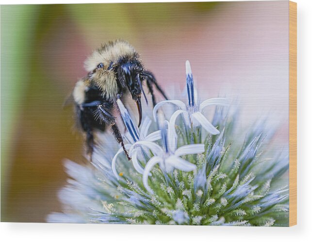 Thistle Wood Print featuring the photograph Bumblebee on Thistle Blossom by Marty Saccone