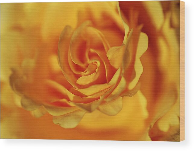 Flower Wood Print featuring the photograph Burning Yellow by Lorenzo Cassina