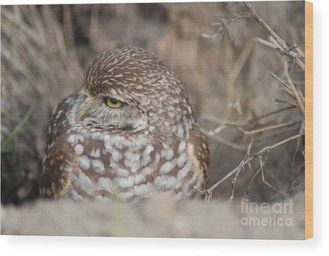Bird Image Wood Print featuring the photograph Burrowing Owl by Oksana Semenchenko