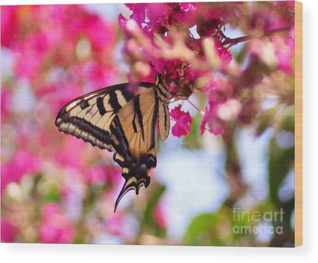 Butterfly Wood Print featuring the photograph Butterfly on the Crepe Myrtle. by Debby Pueschel