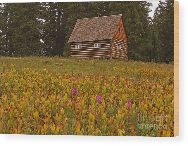 Grand Mesa Wood Print featuring the photograph Cabin on Grand Mesa by Kelly Black