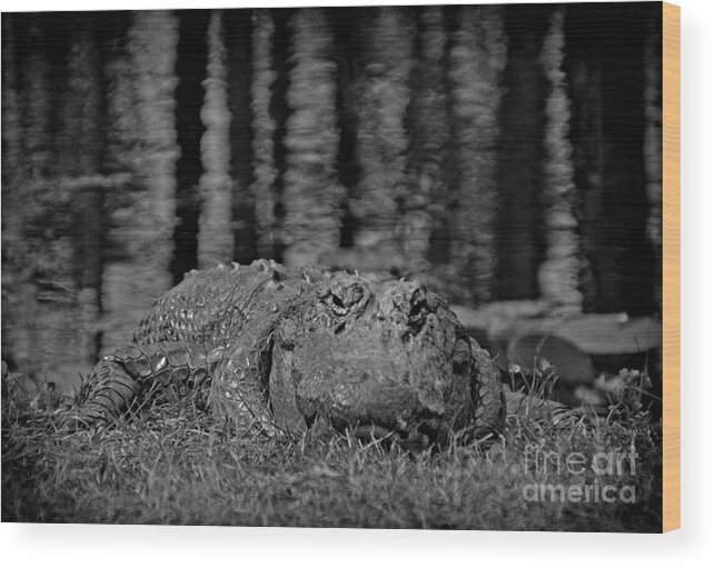 Alligator Wood Print featuring the photograph Call Me Al by Southern Photo