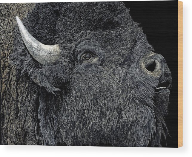 Bison Wood Print featuring the drawing Call of the Prairie by Ann Ranlett