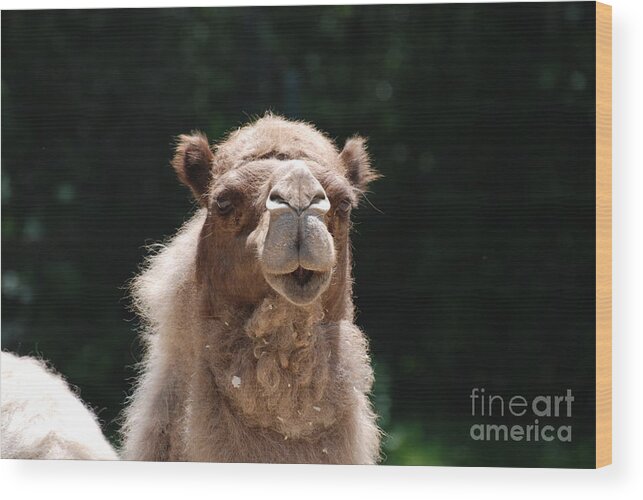 Camel Wood Print featuring the photograph Camel by DejaVu Designs