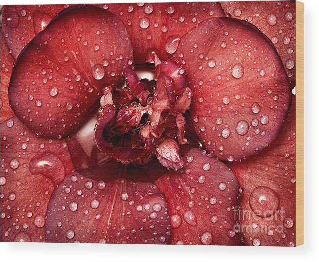 Camellia Wood Print featuring the photograph Camellia by Russell Brown