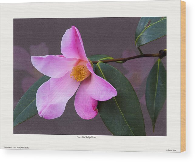Camellia Wood Print featuring the photograph Camellia 'Tulip Time' by Saxon Holt