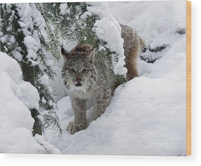 Canada Wood Print featuring the photograph Canada Lynx Hiding in a Winter Pine Forest by Inspired Nature Photography Fine Art Photography