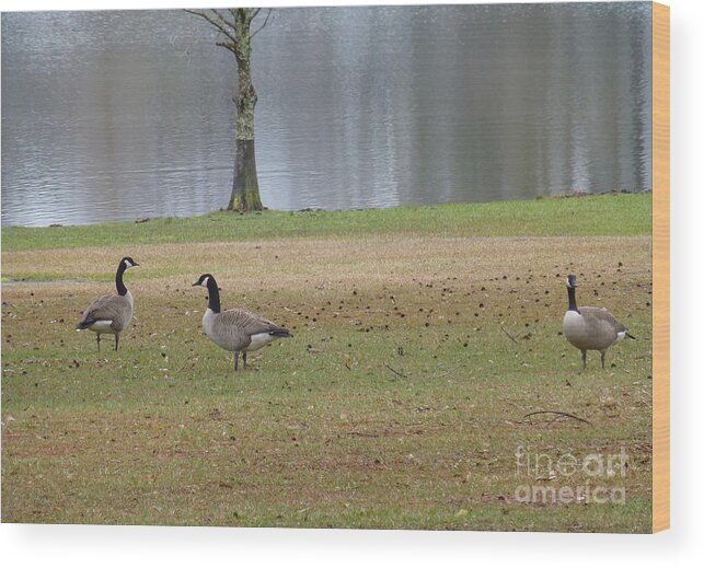 Tree Wood Print featuring the photograph Canadian Geese Tourists by Joseph Baril